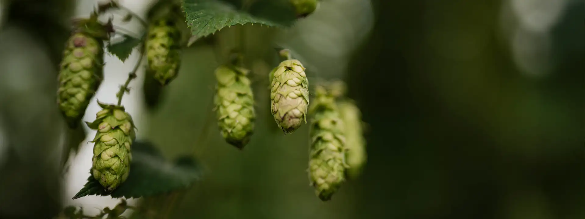 Nahaufnahme von Hopfendolden an der Rebe